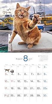 Amazon.co.jp: 2025必死すぎるネコカレンダー ([カレンダー